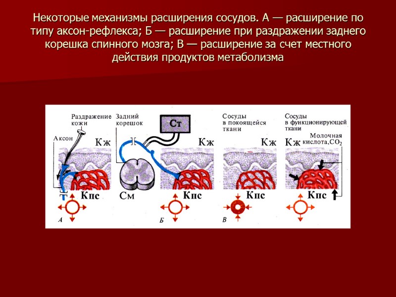 Некоторые механизмы расширения сосудов. А — расширение по типу аксон-рефлекса; Б — расширение при